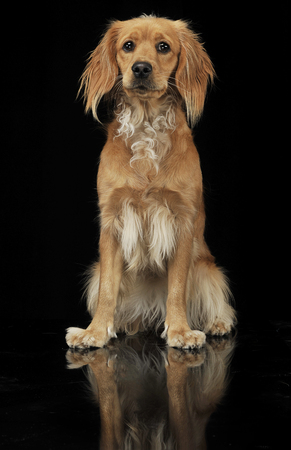 Mixed breed brown funny dog in a dark studioの写真素材