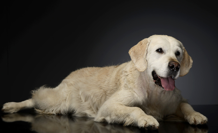 Happy labrador retriever in a gray photo studio