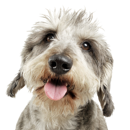 Wired hair dachshund portrait in white backgroundの写真素材