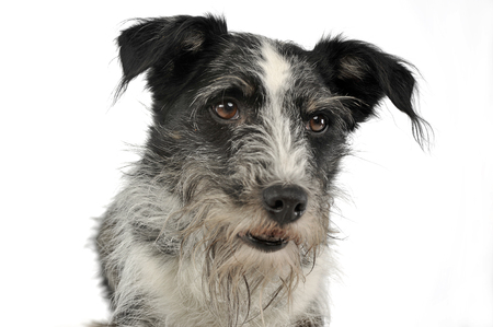 Mixed breed wired hair dog in a white studioの写真素材