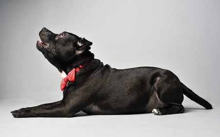 Staffordshire bull terrier lying in a white studio floorの写真素材