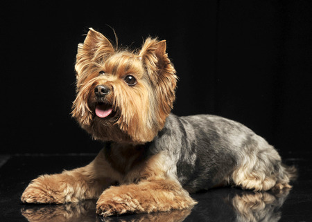 Yorkshire terrier in a black photo studioの写真素材