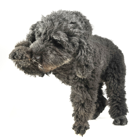 Puppy pumi feeling good in a white photo studioの写真素材