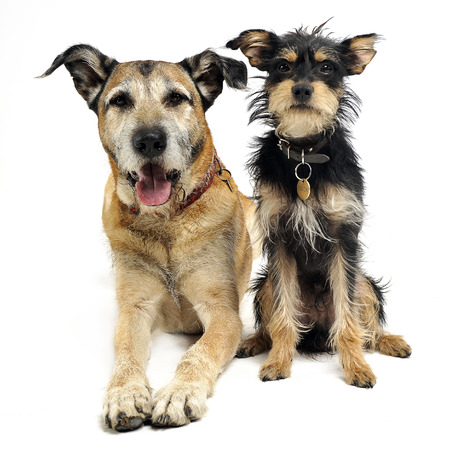 Two mixed breed funny dog in a white studioの写真素材