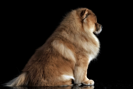 Beautiful chow chow posing in a photo studioの写真素材