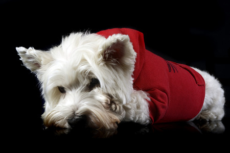 west highland white terrier posing in a dark photo studioの写真素材