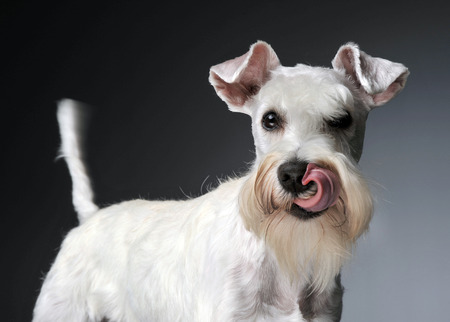 sweet white miniature schnauzer in the grey photo studioの写真素材