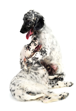 two English setters in a white photo backgroundの写真素材