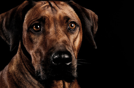 Beautiful rhodesian ridgeback in a dark photo studio