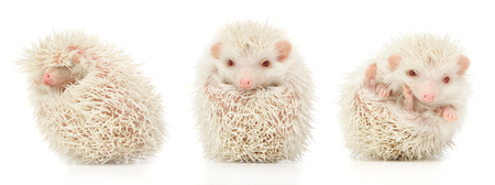 white albino hedgehog trio in white studioの写真素材