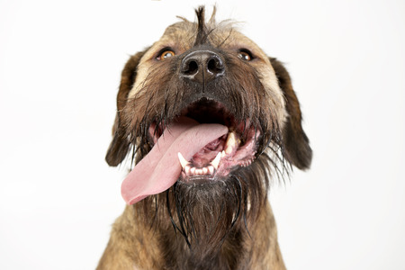 Portrait of an adorable mixed breed dog with hanging tongue, studio shot, isolated on white.