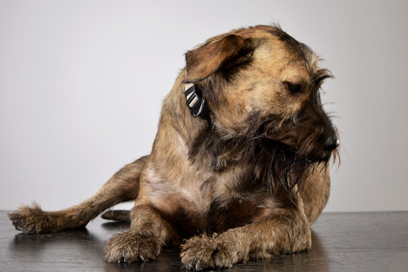 Studio shot of an adorable mixed breed dog lying on grey background.