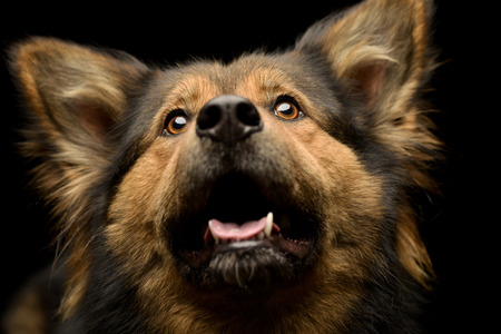 Portrait of an adorable mixed breed dog, studio shot, isolated on black.