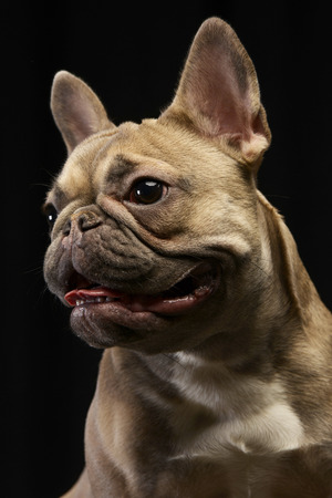 Portrait of an adorable French bulldog, studio shot,  isolated on black.の写真素材