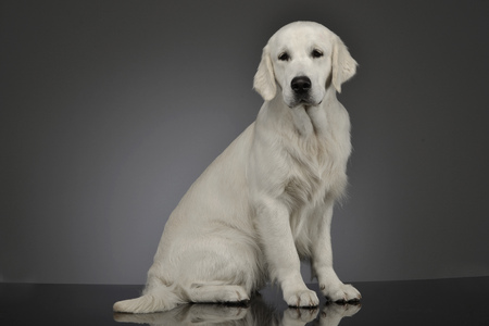 Studio shot of an adorable Golden retriever sitting on grey background.の写真素材