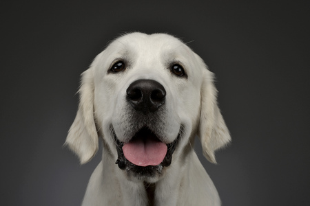 Portrait of an adorable Golden retriever, studio shot, isolated on grey.の写真素材