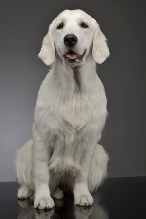 Studio shot of an adorable Golden retriever sitting on grey background.の写真素材
