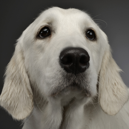 Portrait of an adorable Golden retriever, studio shot, isolated on grey.