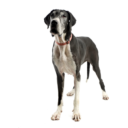 Studio shot of an adorable Great Dane dog standing on white background.の写真素材