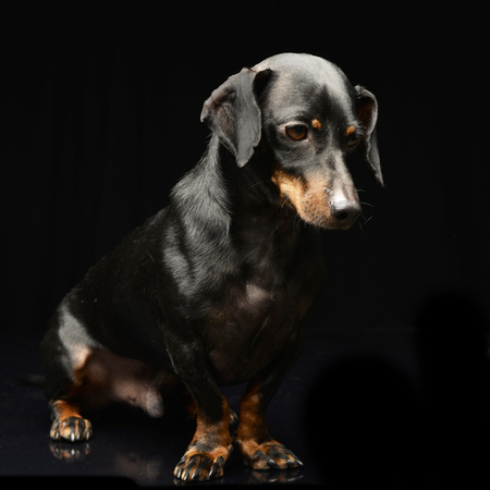 Studio shot of an adorable short haired Dachshund sitting on black background.の写真素材