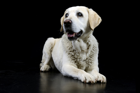 Studio shot of an adorable blind Labrador retriever lying on black background.の写真素材