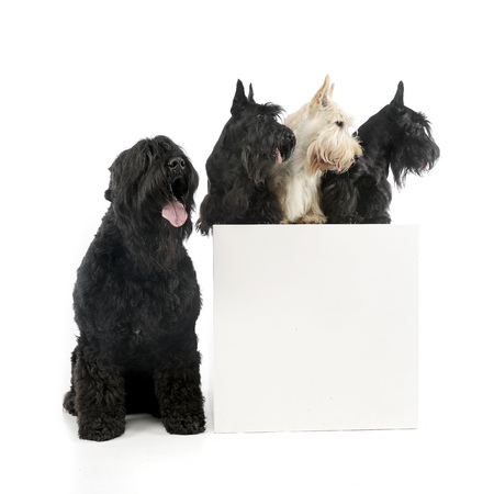 Studio shot of an adorable Black Russian Terrier and three Scottish terrier sitting on a box, isolated on white.の写真素材