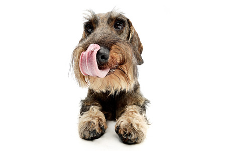 Studio shot of an adorable wire haired Dachshund licking his lips, isolated on white.の写真素材