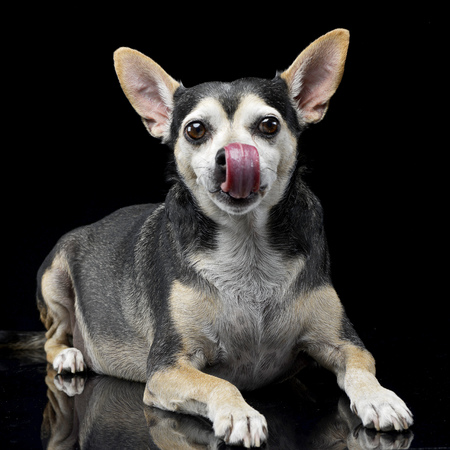 An adorable mixed breed dog licking her lips, studio shot, isolated on black.の写真素材