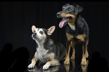 Studio shot of two adorable mixed breed dog on black background.の写真素材