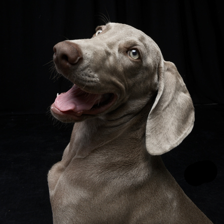Portrait of an adorable Weimaraner dog, studio shot, isolated on black.の写真素材