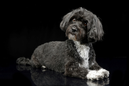 Studio shot of an adorable Havanese dog lying on black background.の写真素材