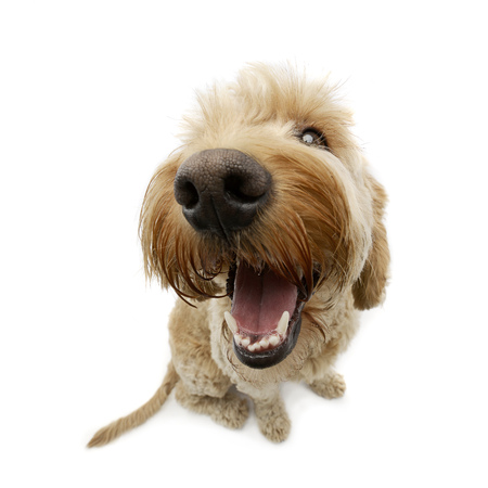 Wide angle shot of an adorable Bolognese dog, studio shot, isolated on white.