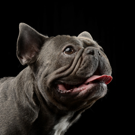 Portrait of an adorable French bulldog, studio shot, isolated on black.の写真素材