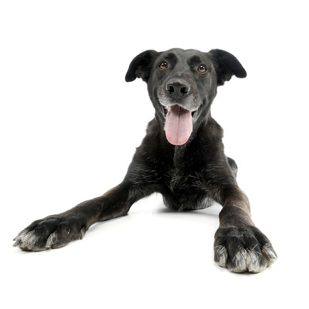 Wide angle shot of an adorable mixed breed dog, studio shot,  isolated on white.の写真素材