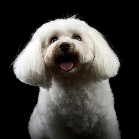 Portrait of a cute Bolognese dog, studio shot, isolated on black.