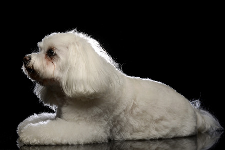 Studio shot of a cute Bolognese dog lying on black background.の写真素材
