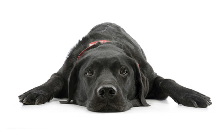 Studio shot of an adorable mixed breed dog lying on white background.の写真素材