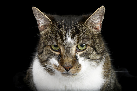 Portrait of an adorable cat, studio shot, isolated on white.の写真素材