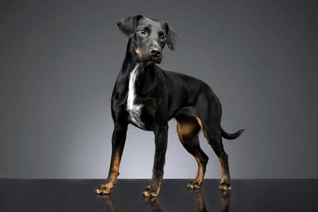 Studio shot of an adorable mixed breed dog standing on grey background.の写真素材