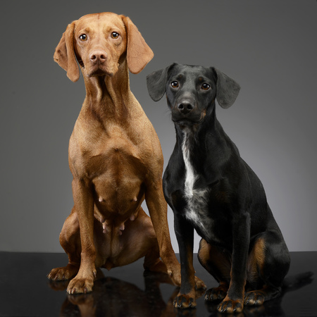 Studio shot of an adorable Hungarian vizsla and a mixed breed dog sitting on grey background.の写真素材
