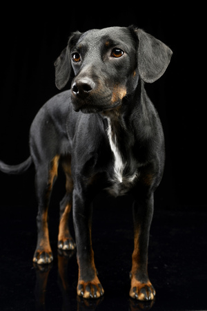Studio shot of an adorable mixed breed dog standing on black background.の写真素材