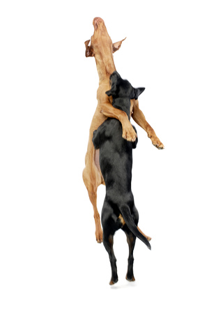 An adorable Hungarian vizsla playing with a mixed breed dog, studio shot, isolated on white.