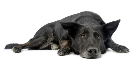 Studio shot of an adorable mixed breed dog lying on white background.の写真素材