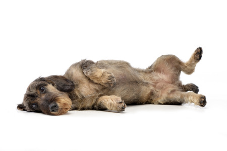 Studio shot of an adorable Dachshund lying on white background.の写真素材