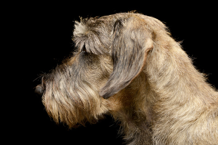 Portrait of an adorable Dachshund, studio shot, isolated on black.の写真素材