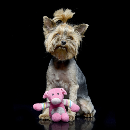 Studio shot of an adorable Yorkshire Terrier with a pink stuffed animal - isolated on black.の写真素材