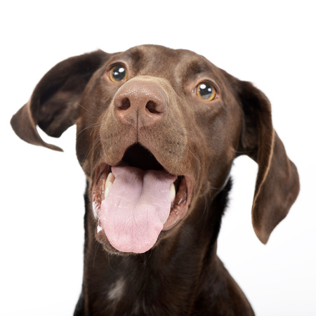 Portrait of an adorable mixed breed dog, studio shot, isolated on white.