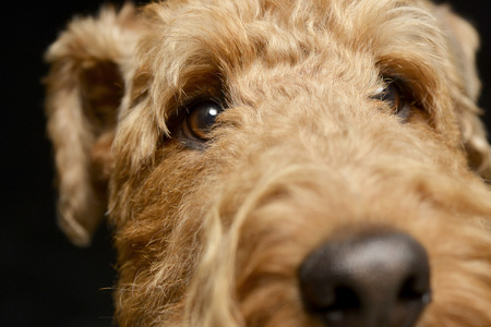 Portrait of an adorable Airedale terrier, studio shot, isolated on white.の写真素材