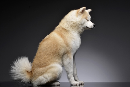 Studio shot of an adorable Akita inu sitting on black background.の写真素材