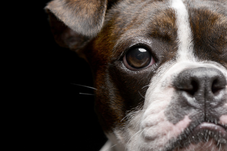 Portrait of an adarable Boxer - studio shot, isolated on black.の写真素材